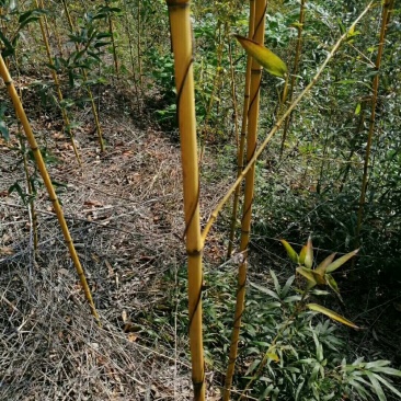 1-3公分黄金竹绿化专用