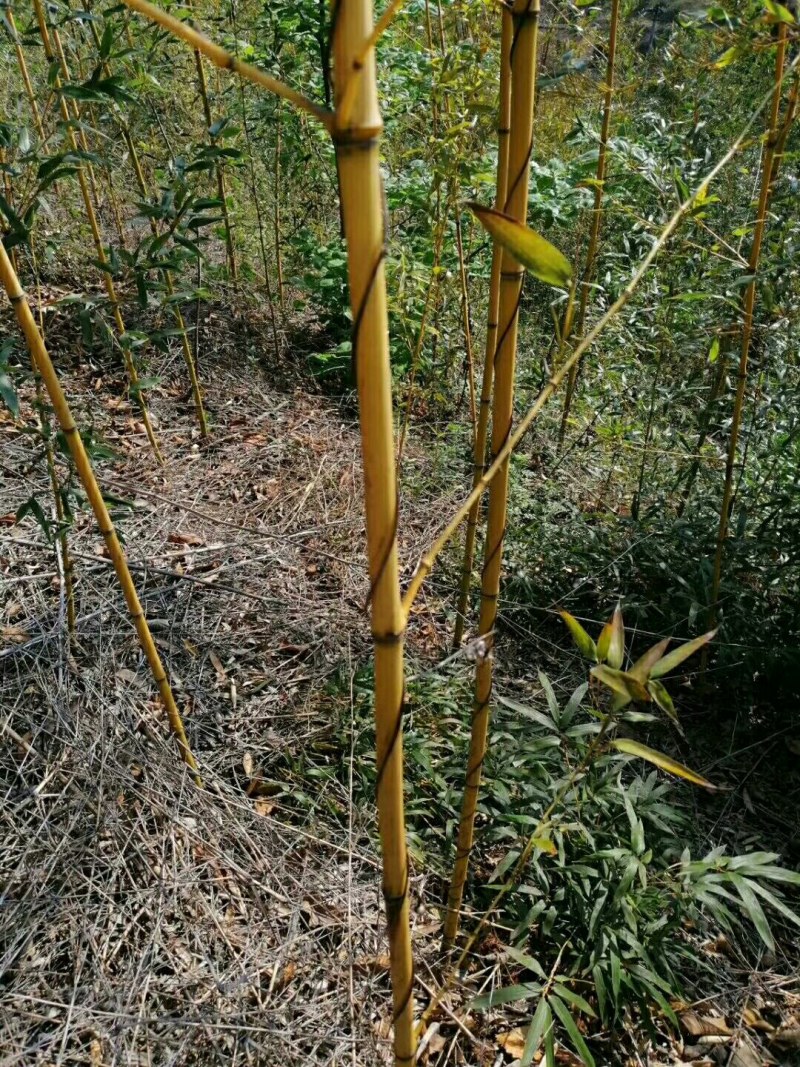 1-3公分黄金竹绿化专用