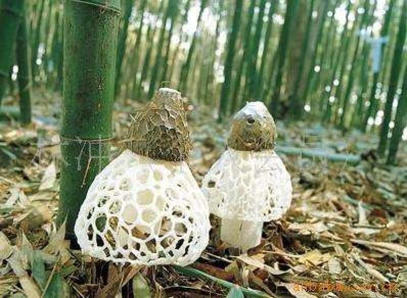 产地直发竹荪干货2021年新货无硫竹荪一手货源保质保量