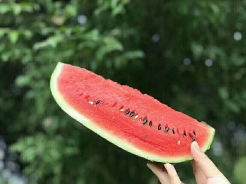 越南进口黑美人西瓜，批发，一件代发欢迎咨询