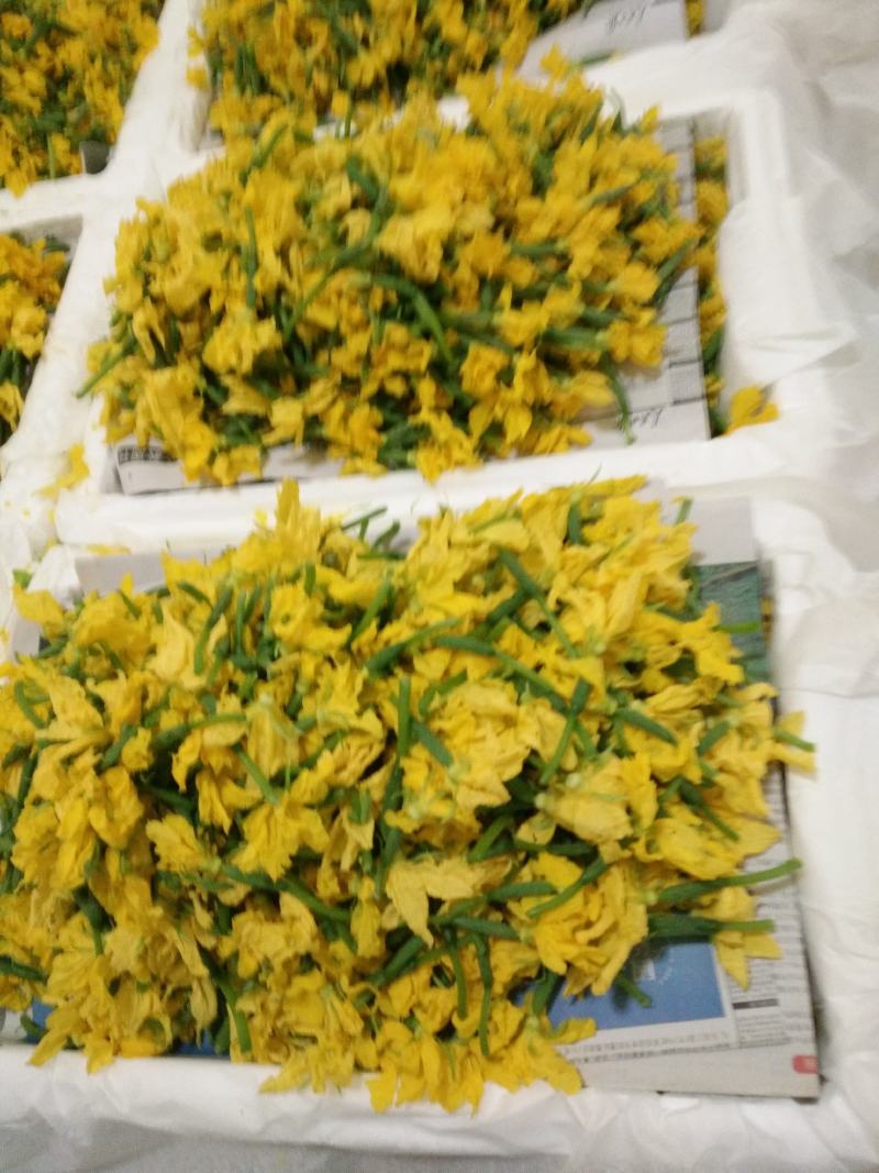 潍坊寿光野菜新鲜蔬菜青瓜花，蔬菜大棚全年有货欢迎进店选购