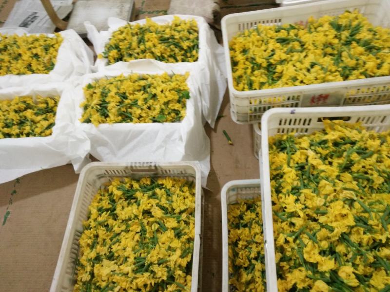 潍坊寿光野菜新鲜蔬菜青瓜花，蔬菜大棚全年有货欢迎进店选购