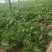山东寿光蔬菜野菜冰草，货优量足支持一件代发，欢迎电话联系