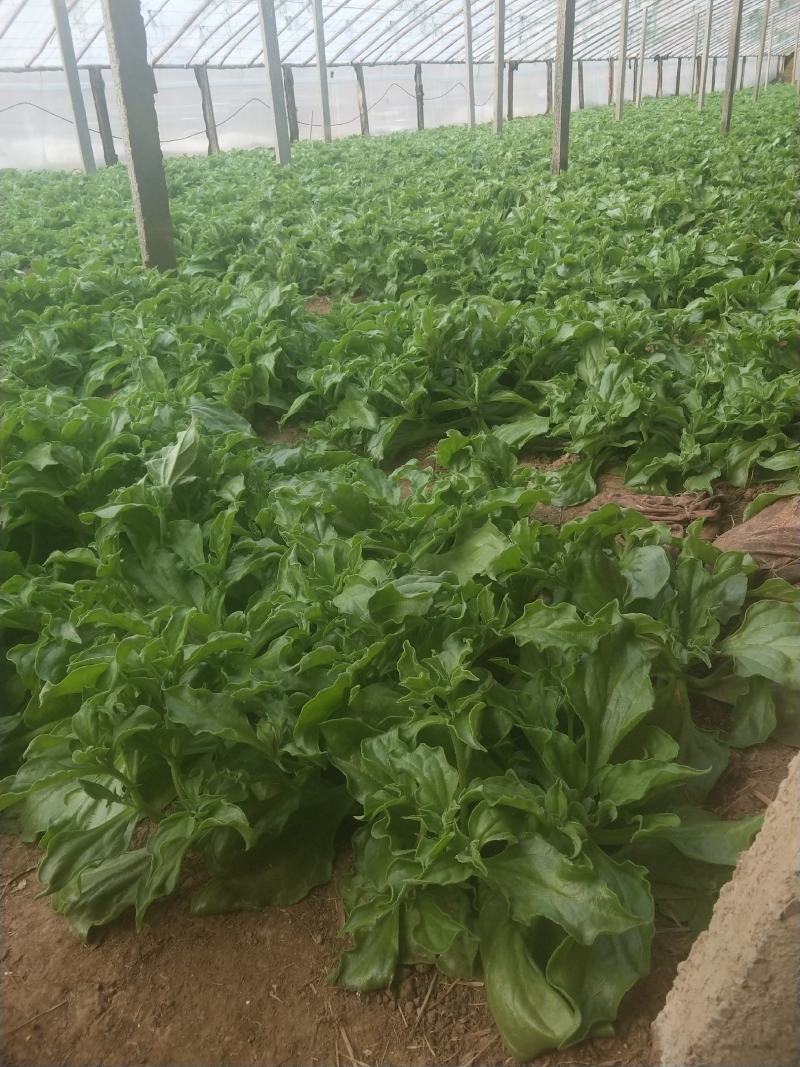 山东寿光蔬菜野菜冰草，货优量足支持一件代发，欢迎电话联系