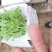 山东寿光蔬菜野菜冰草，货优量足支持一件代发，欢迎电话联系