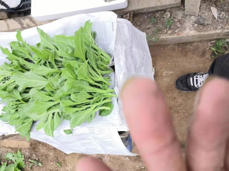 山东寿光蔬菜野菜冰草，货优量足支持一件代发，欢迎电话联系