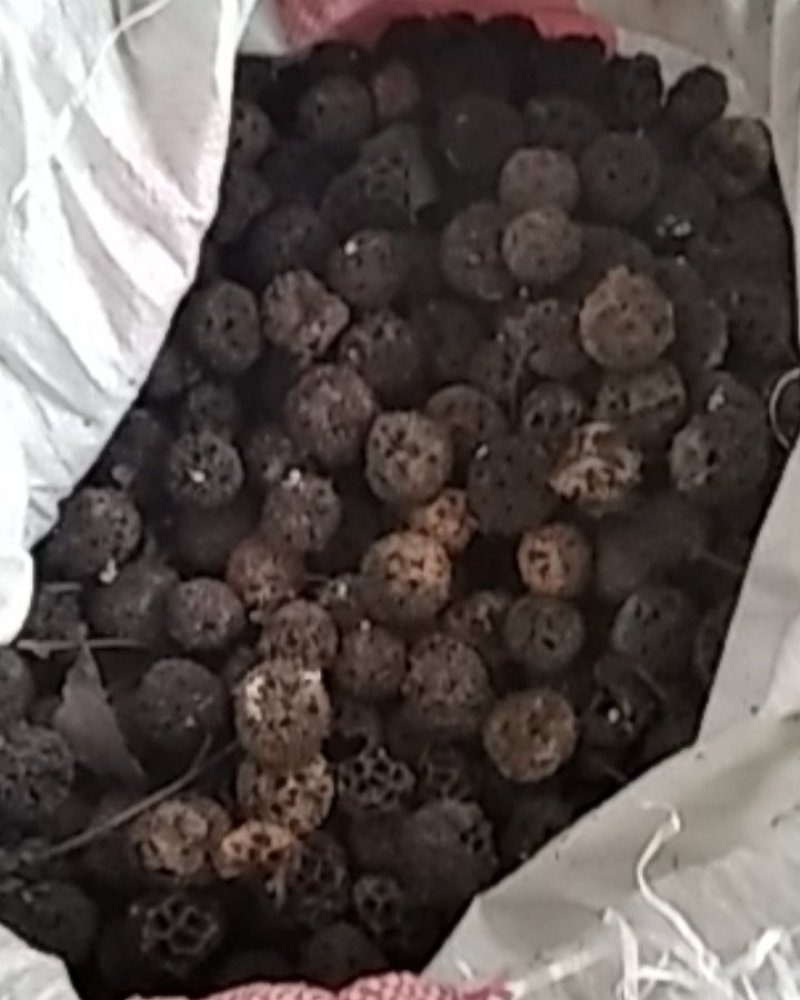 路路通枫香树果实枫香树叶药用大别山野生中药材