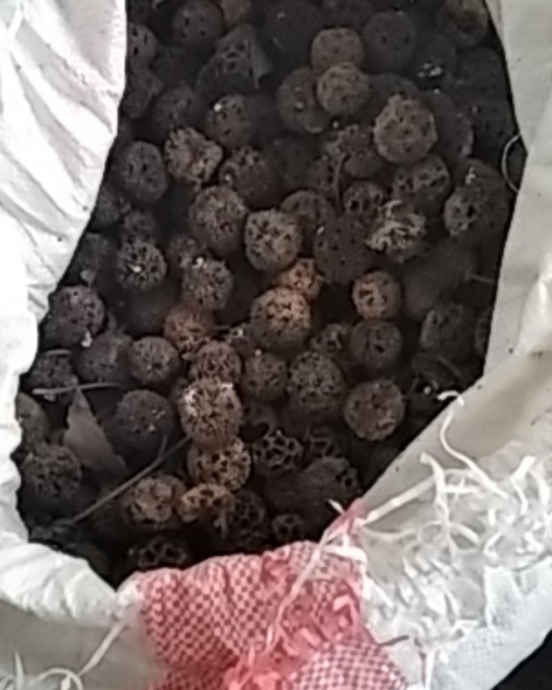 路路通枫香树果实枫香树叶药用大别山野生中药材