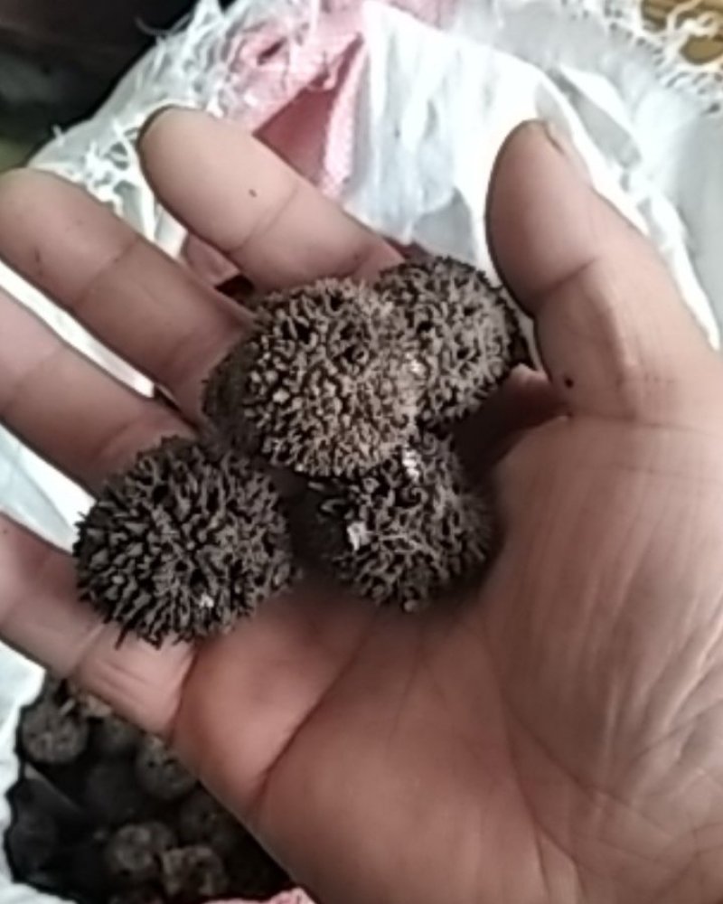 路路通枫香树果实枫香树叶药用大别山野生中药材