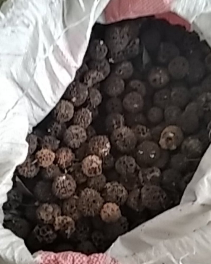 路路通枫香树果实枫香树叶药用大别山野生中药材