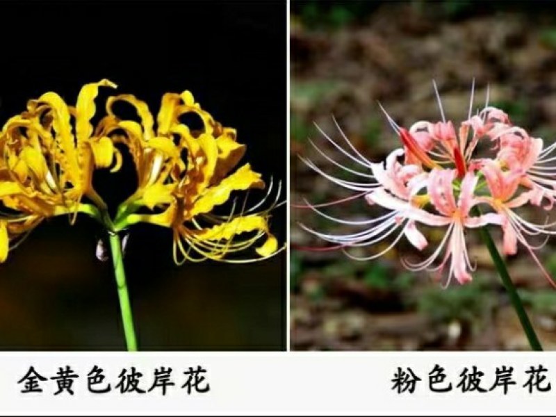 石蒜出售红花黄花白花石蒜种苗品质好生长快成活率高
