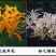 石蒜出售红花黄花白花石蒜种苗品质好生长快成活率高