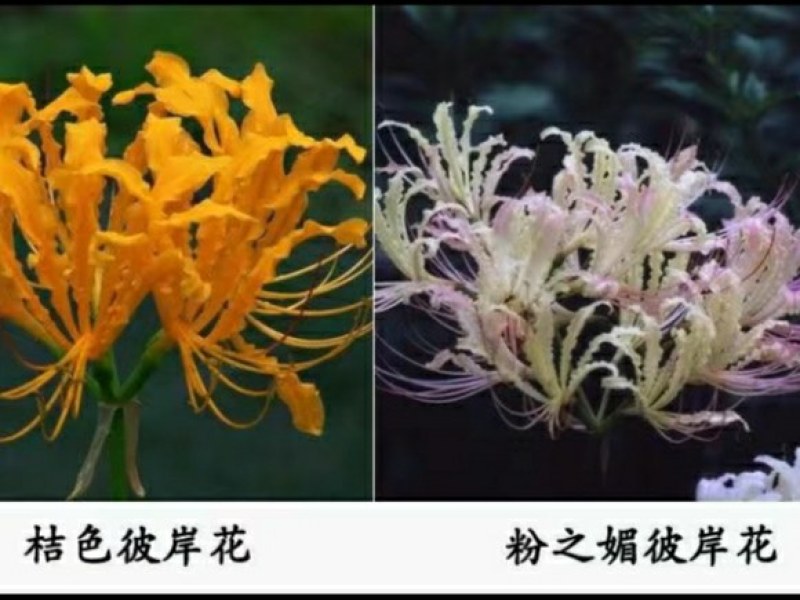 石蒜出售红花黄花白花石蒜种苗品质好生长快成活率高