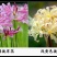 石蒜出售红花黄花白花石蒜种苗品质好生长快成活率高