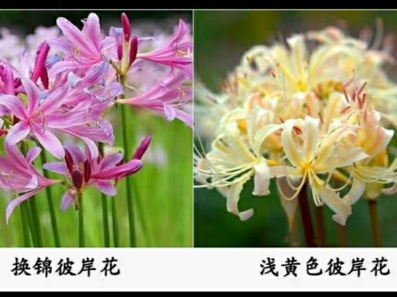 石蒜出售红花黄花白花石蒜种苗品质好生长快成活率高