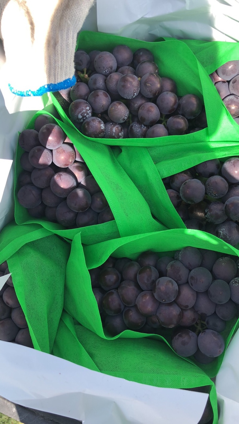 精品巨峰优等好飓风果粉好挂窜精品量大