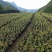 云贵高山杜鹃马缨花种播实生小杯苗