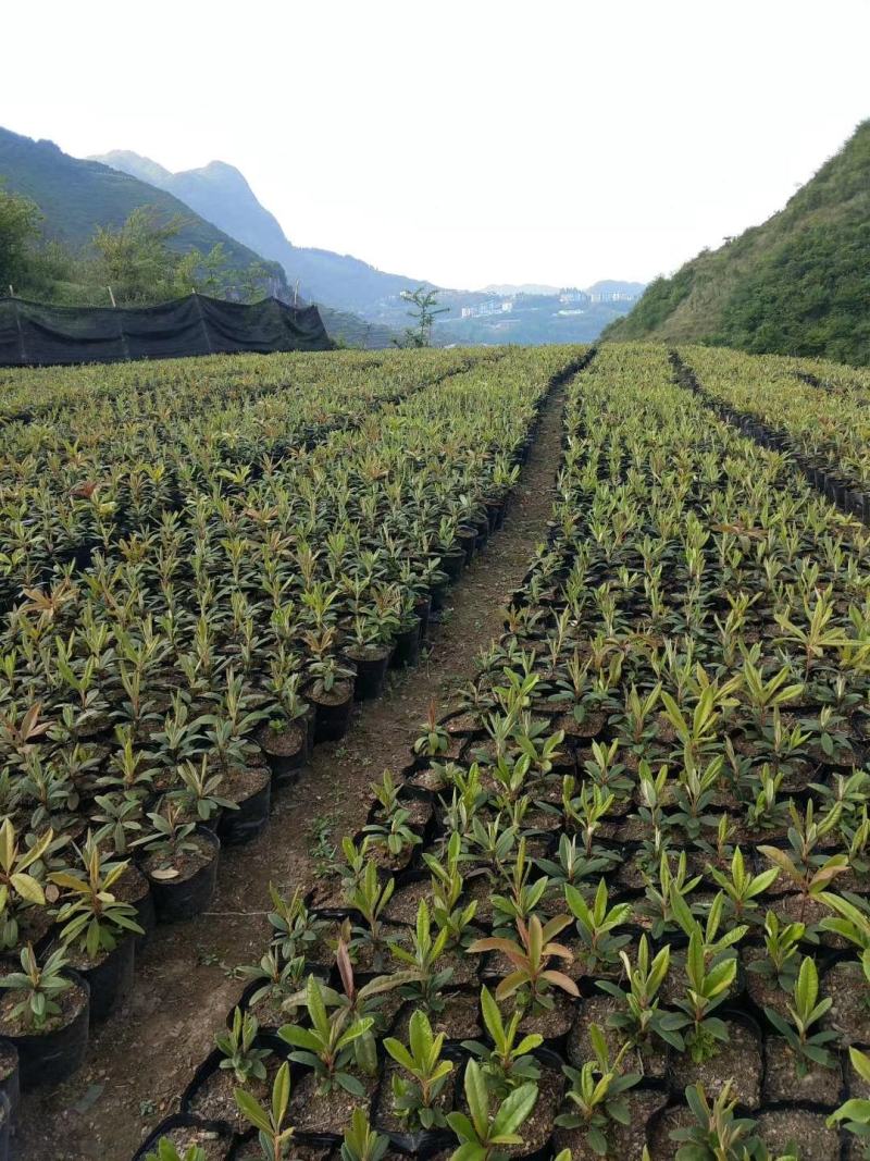 云贵高山杜鹃马缨花种播实生小杯苗