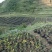 云贵高山杜鹃马缨花种播实生小杯苗