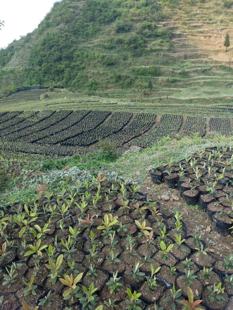 云贵高山杜鹃马缨花种播实生小杯苗