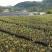 云贵高山杜鹃马缨花种播实生小杯苗