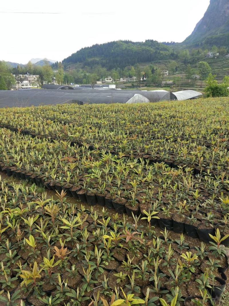 云贵高山杜鹃马缨花种播实生小杯苗