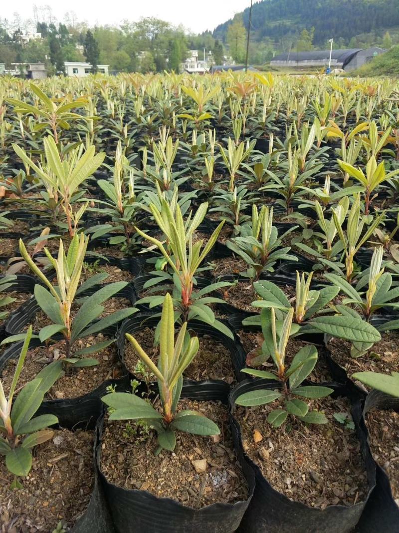 云贵高山杜鹃马缨花种播实生小杯苗