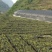 云贵高山杜鹃马缨花种播实生小杯苗