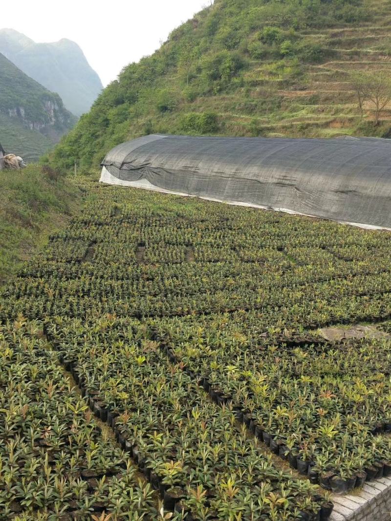 云贵高山杜鹃马缨花种播实生小杯苗