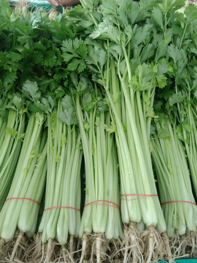安徽省蚌埠市怀远县毛芹大量上市了