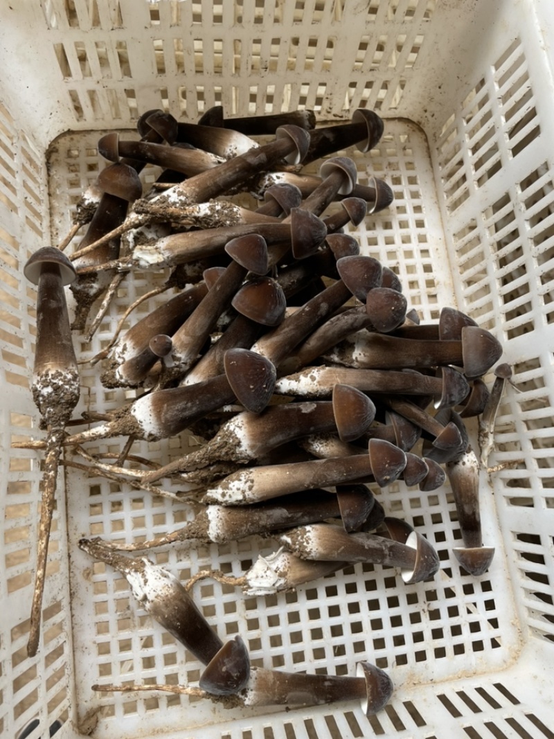 【黑皮鸡枞菌】一件代发产地直发欢迎咨询下单