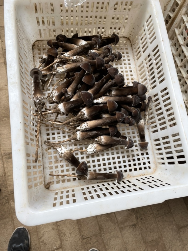【黑皮鸡枞菌】一件代发产地直发欢迎咨询下单