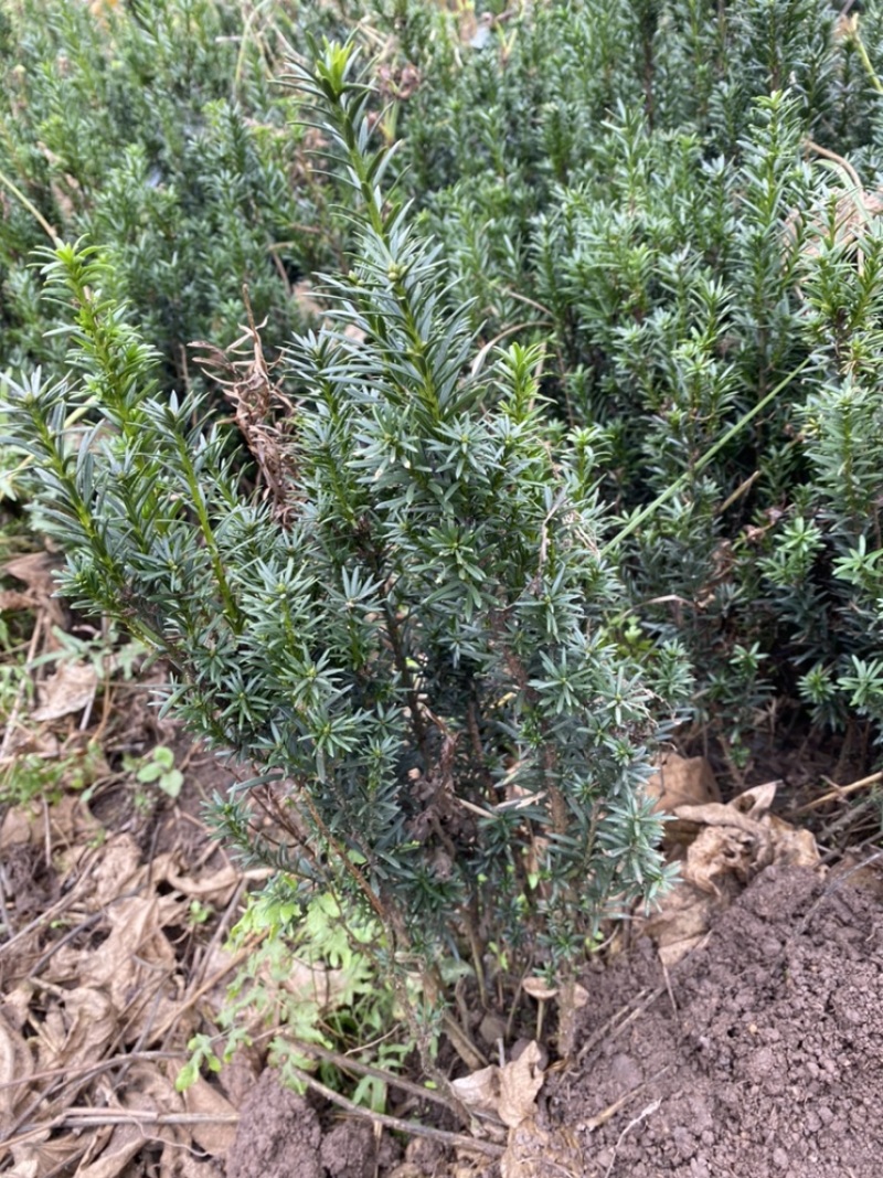 曼迪亚红豆杉大批量出售，欢迎来基地参观