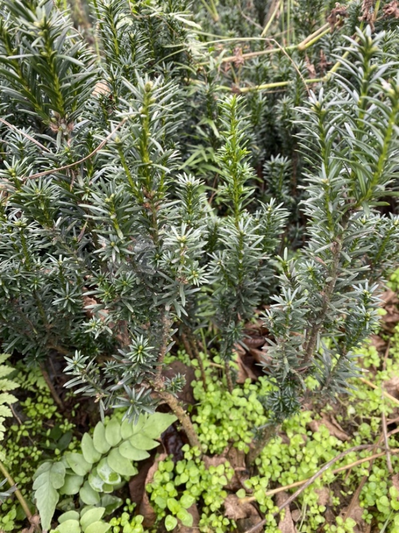 曼迪亚红豆杉大批量出售，欢迎来基地参观