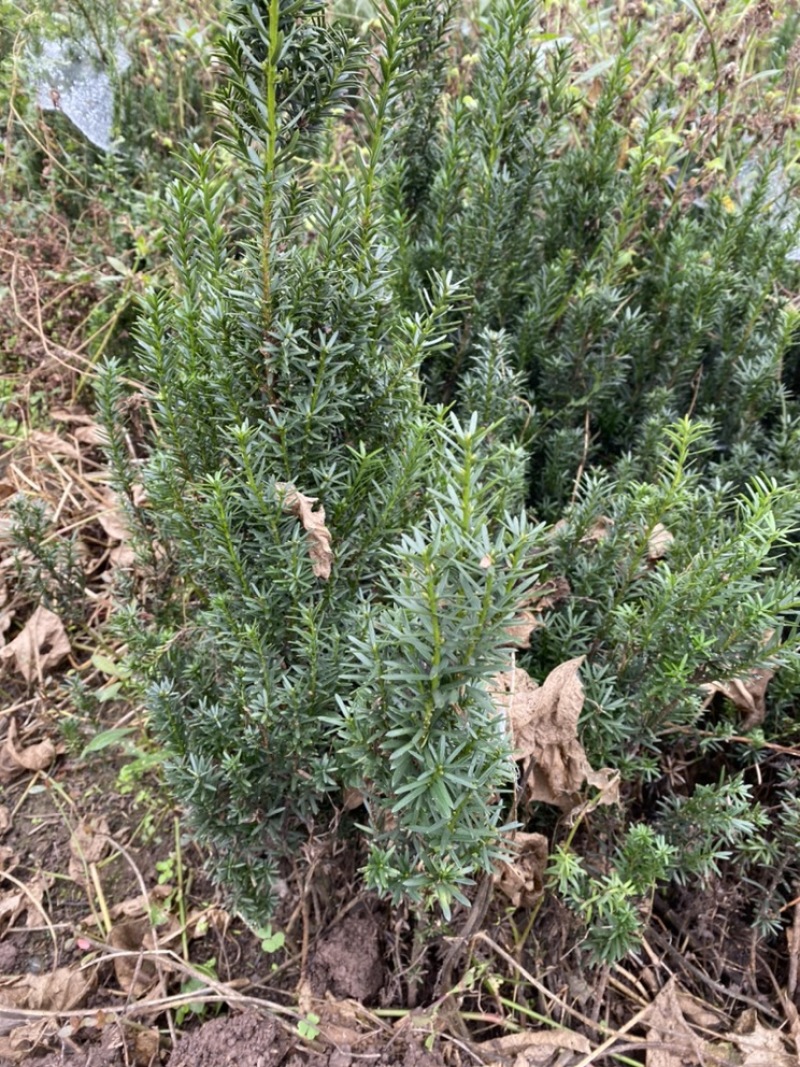 曼迪亚红豆杉大批量出售，欢迎来基地参观