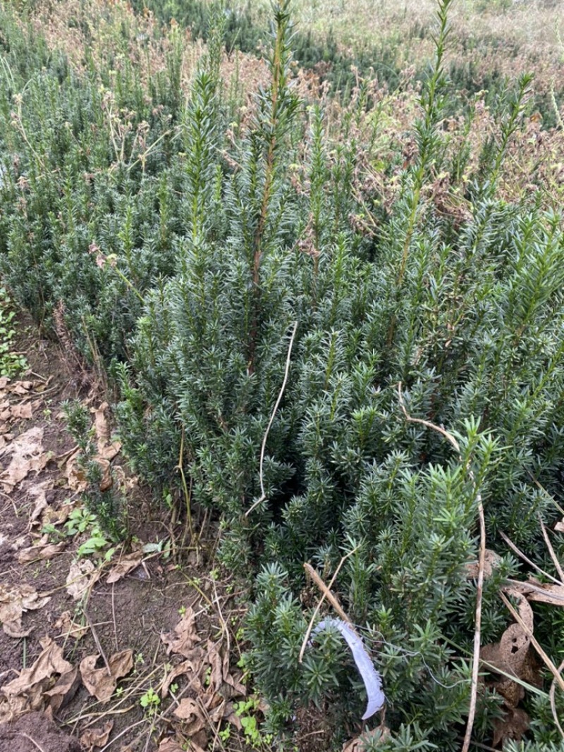 曼迪亚红豆杉大批量出售，欢迎来基地参观