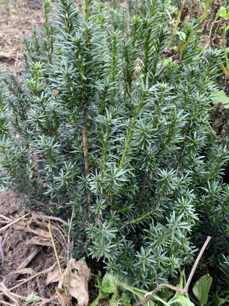 曼迪亚红豆杉大批量出售，欢迎来基地参观