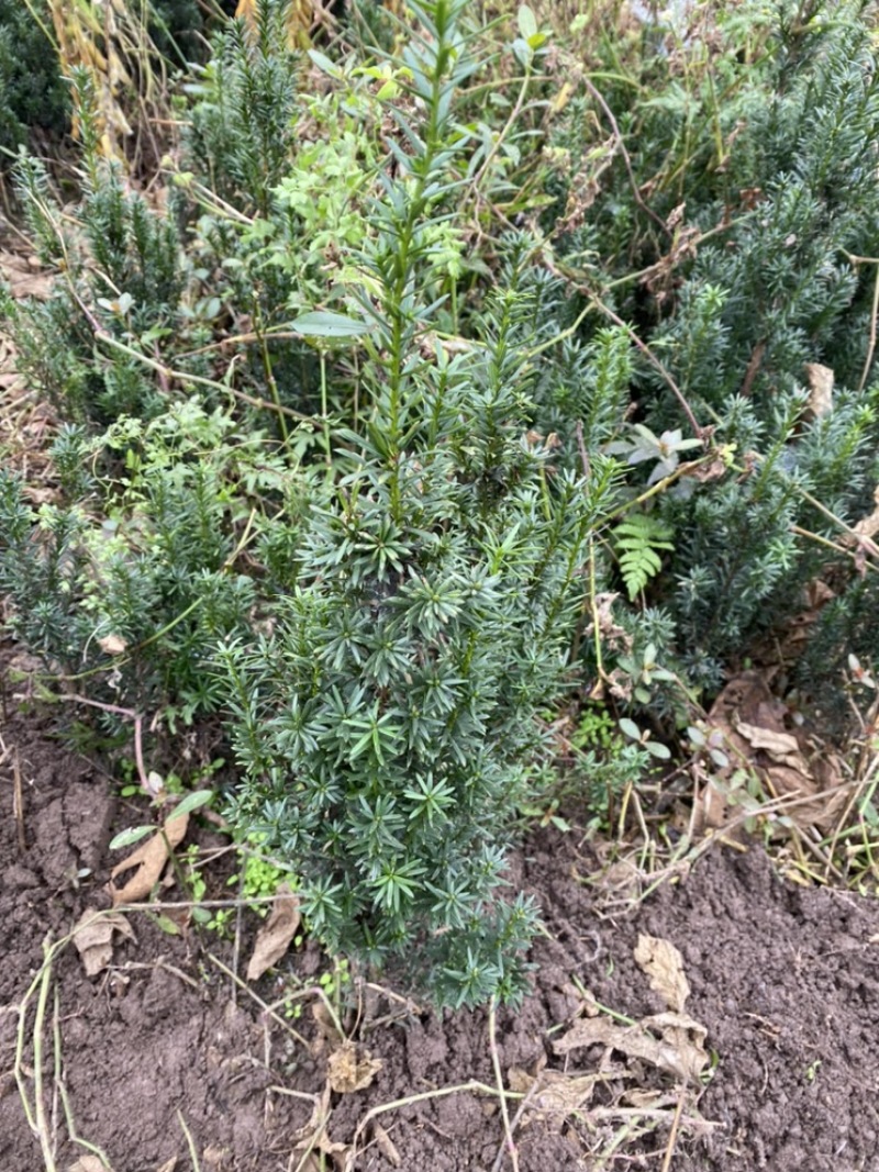 曼迪亚红豆杉大批量出售，欢迎来基地参观