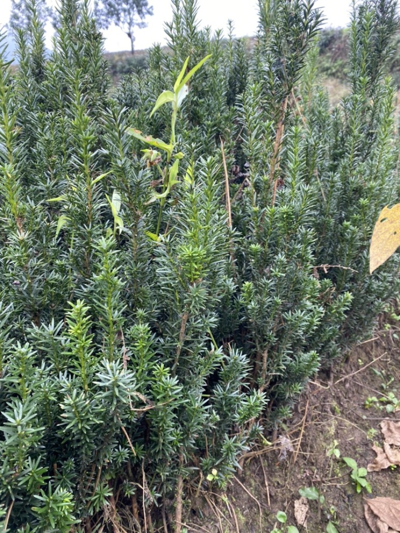 曼迪亚红豆杉大批量出售，欢迎来基地参观