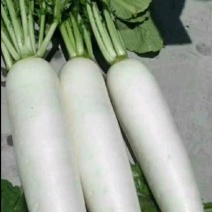 板叶白萝卜花板叶白萝卜