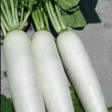 板叶白萝卜花板叶白萝卜
