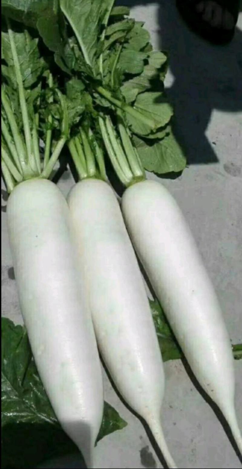 板叶白萝卜花板叶白萝卜