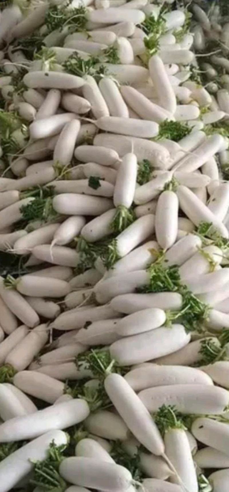 板叶白萝卜花板叶白萝卜