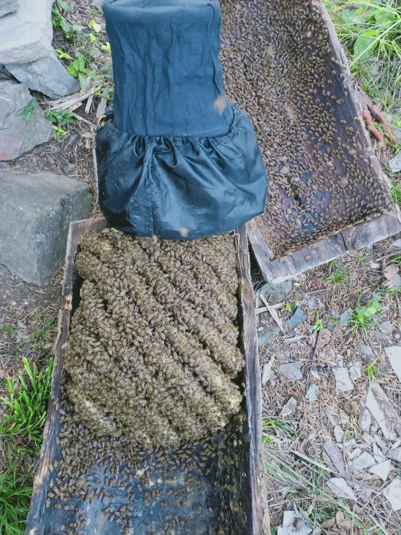 秦巴山区农家土养蜂蜜