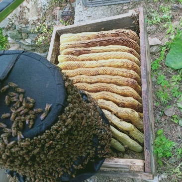 秦巴山区农家土养蜂蜜