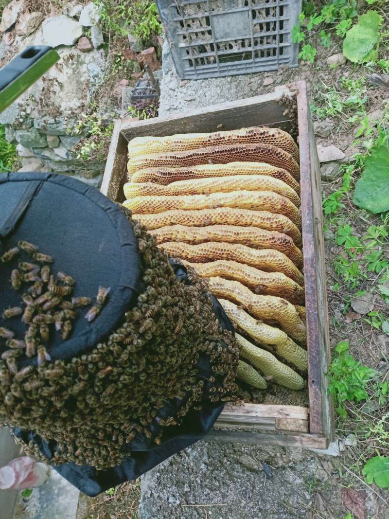秦巴山区农家土养蜂蜜