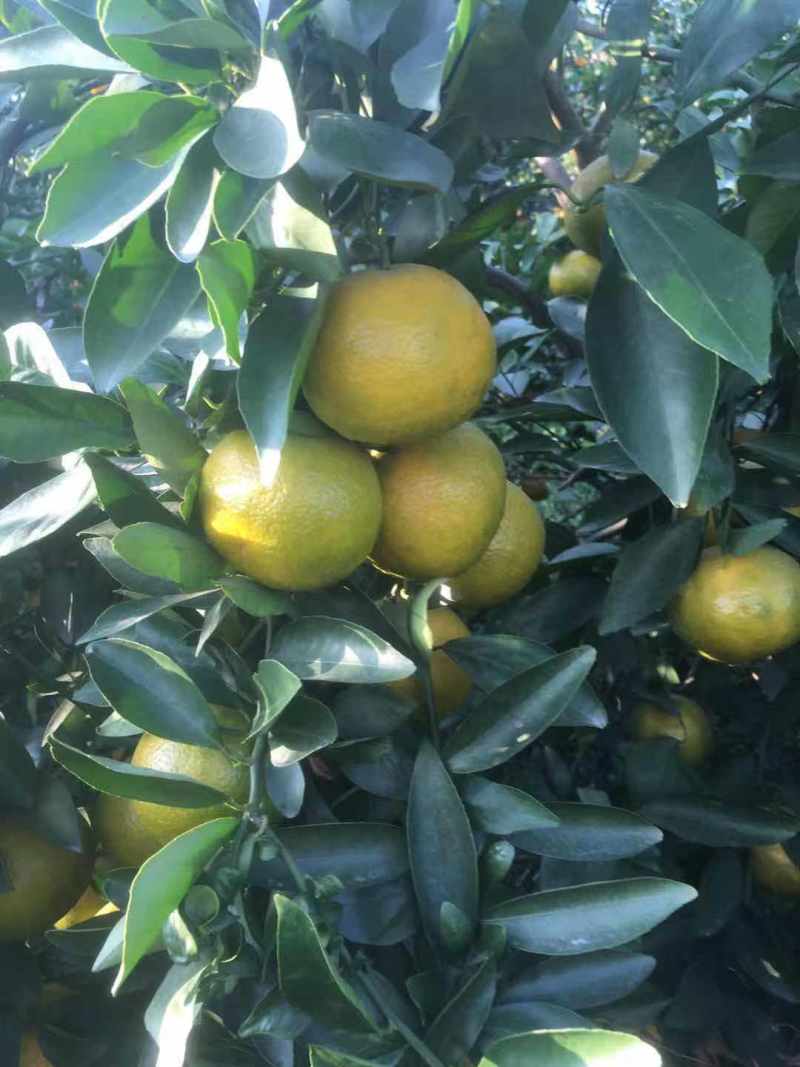 皇帝柑广西省象州县，口感好，欢迎你来收货