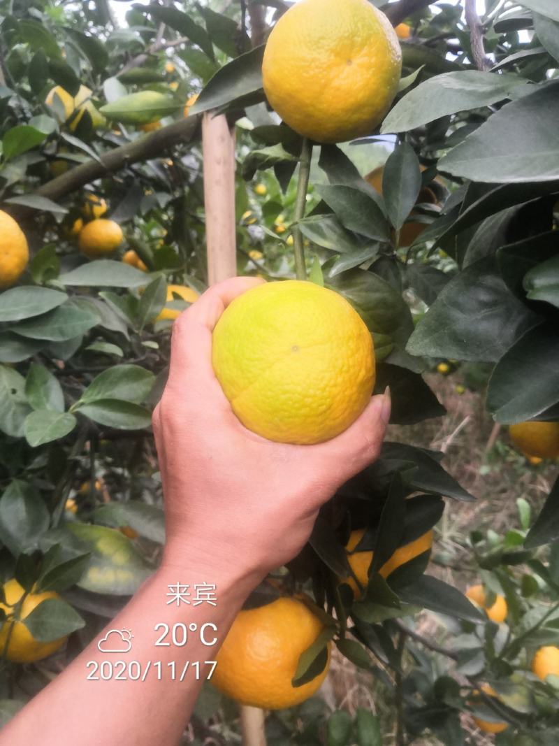 皇帝柑广西省象州县，口感好，欢迎你来收货