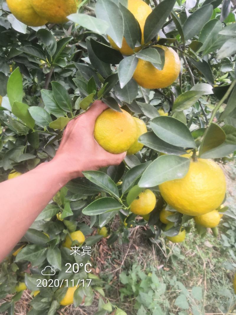 皇帝柑广西省象州县，口感好，欢迎你来收货