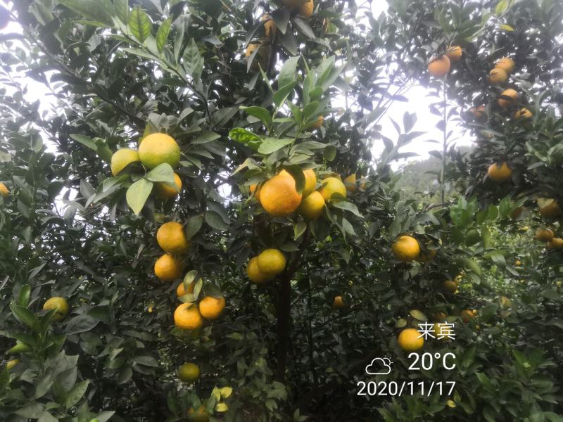 皇帝柑广西省象州县，口感好，欢迎你来收货